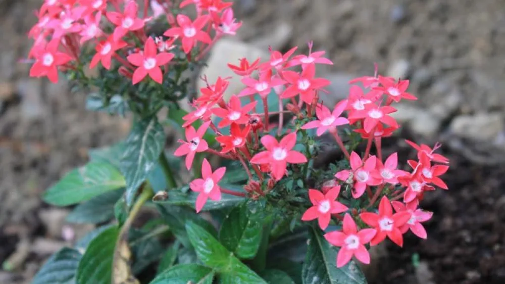 Bunga taman yang berwarna-warni