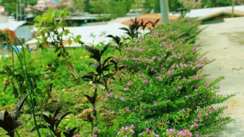 Bunga di taman penginapan